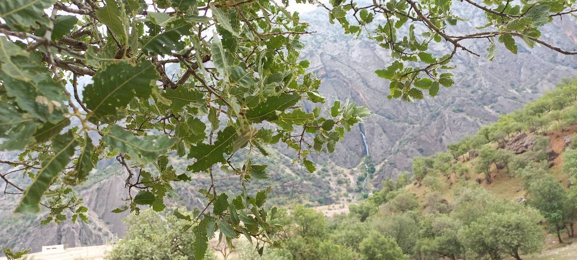 آفت برگ خوار