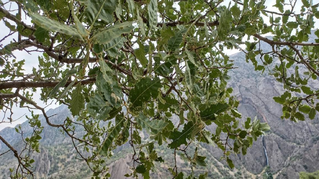 پیگیری مطالبه اهالی بخش ناغان در خصوص نابودی درختان بلوط بر اثر آفت برگ خوار