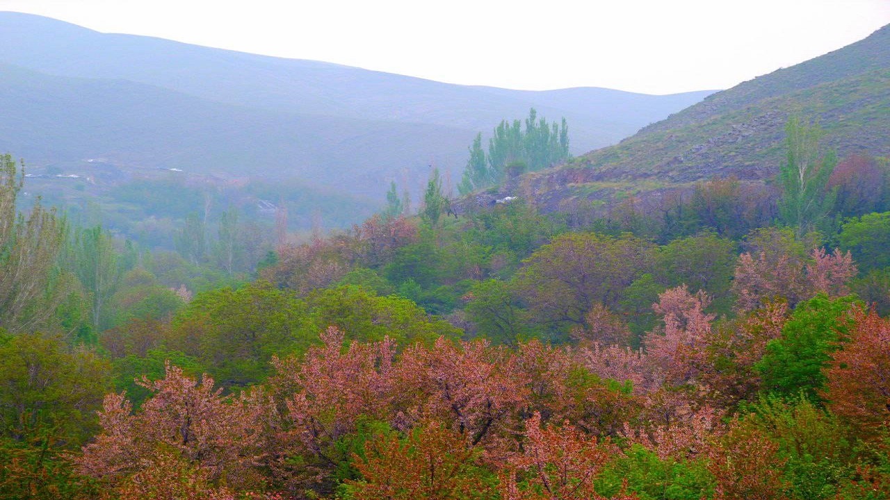طبیعت بهاری و سرسبز درختان
