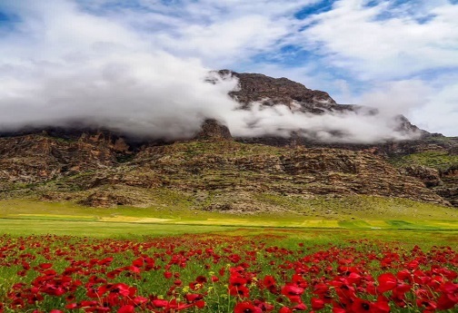 یافته