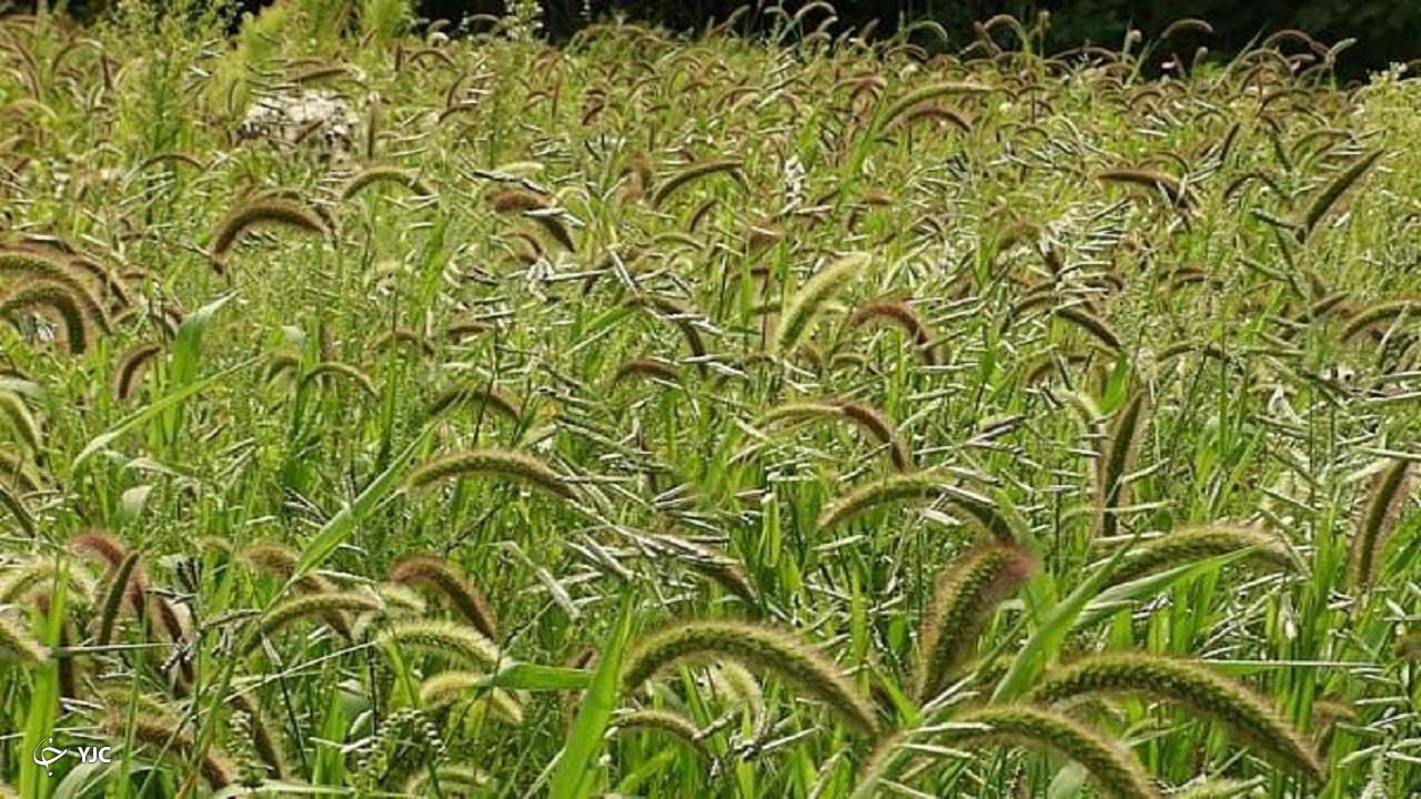 سم‌پاشی ۱۵ هکتار از مزارع گندم مهاباد علیه آفت زنگ زرد