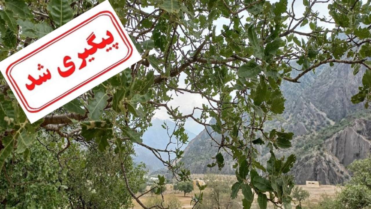 ماجرای نابودی درختان بلوط از زبان منابع طبیعی و آبخیزداری استان چهارمحال و بختیاری