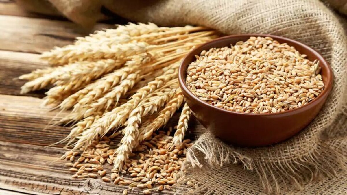 قیمت هر کیلو گندم ۱۷ هزار و ۵۰۰ تومان تعیین شد