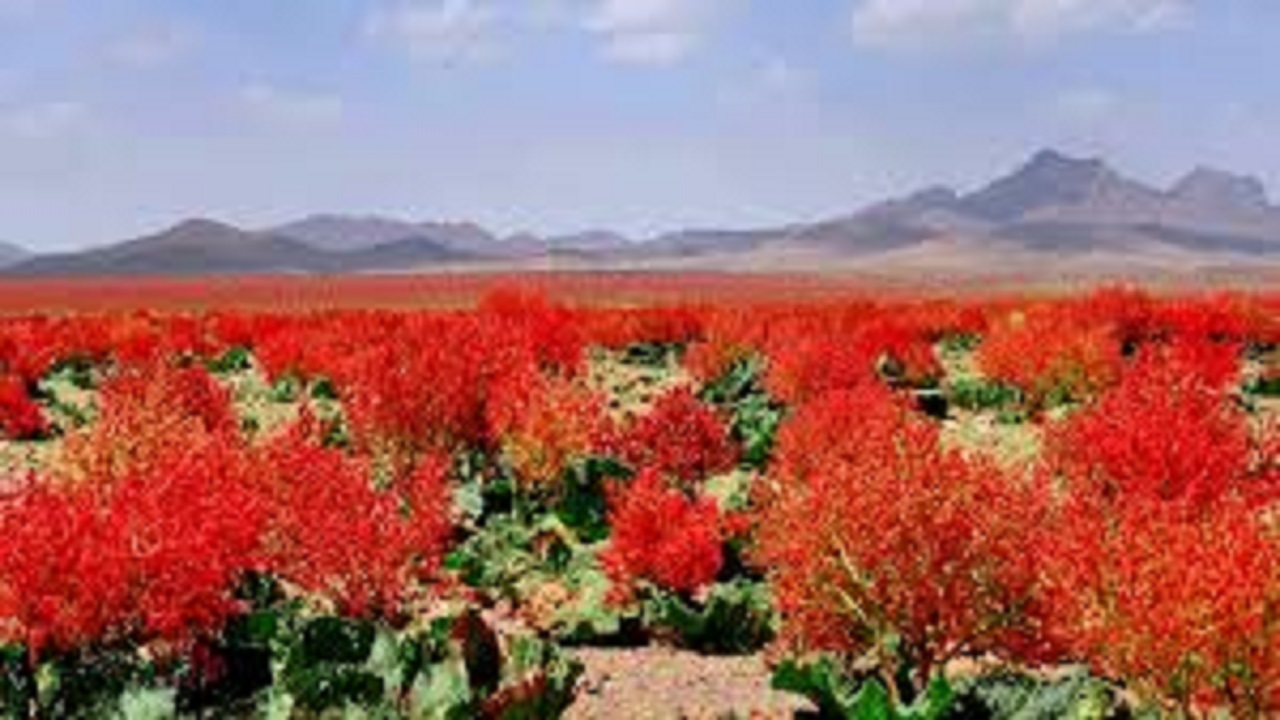 خودنمایی ریواس در دشت های روستای نایه به روایت تصویر