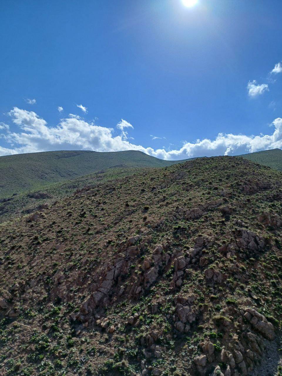 خودنمایی دشت ریواس در روستای نایه
