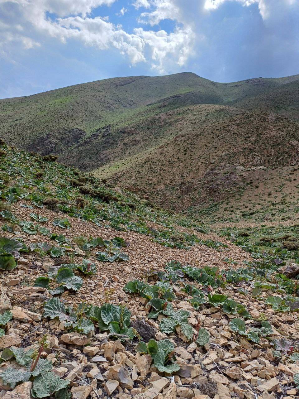 نمایی از دشت ریواس