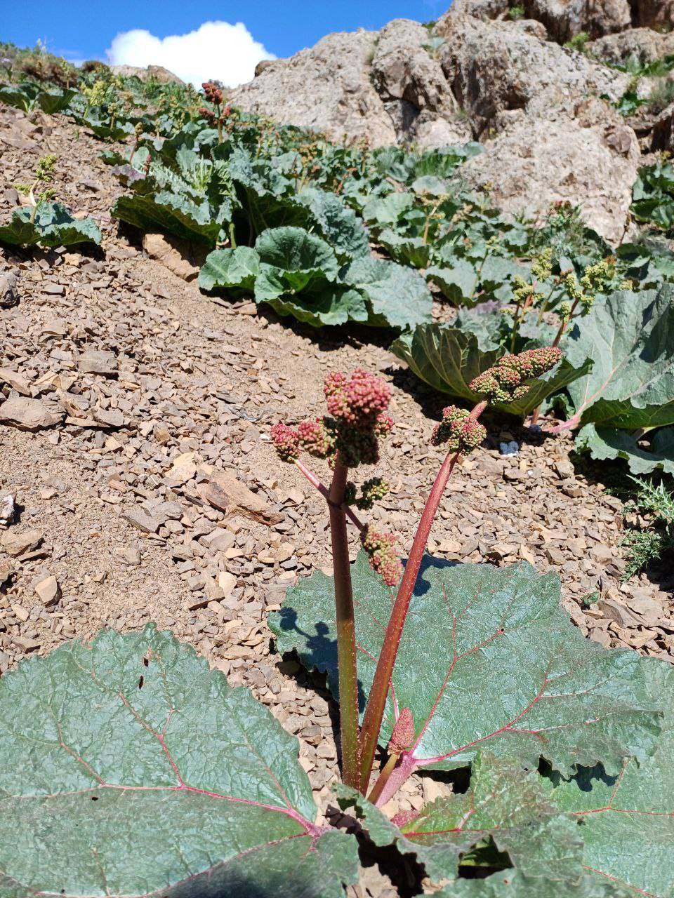خودنمایی ریواس در روستای نایه