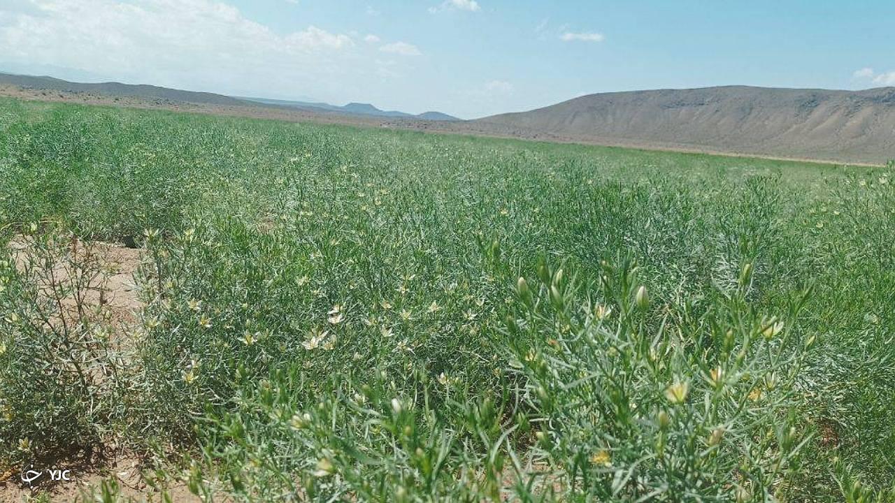 رویش گیاه دارویی اسپند در مراتع بخش رحمت آباد ریگان 
