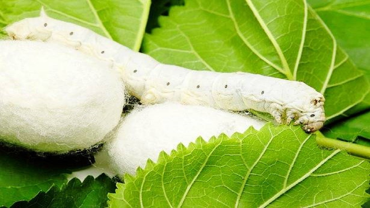 توزیع ۸ هزار جعبه تخم نوغان بین نوغانداران خراسان شمالی