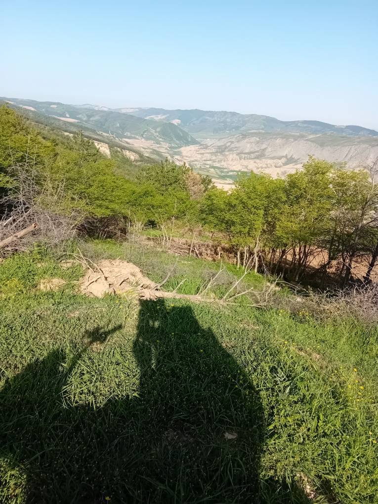 طبیعت سبز جنگلی