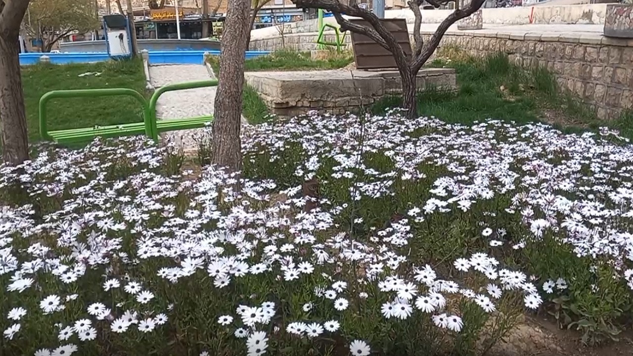نگاهی به طبیعت لارستان و جلوه ای از گل‌های بهاری + فیلم و تصاویر