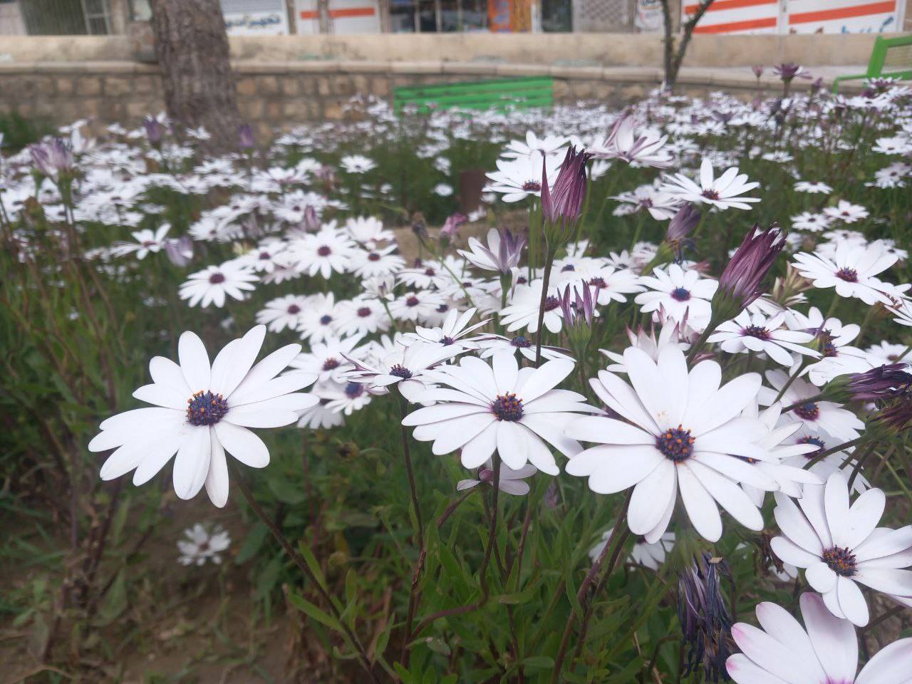 طبیعت بهاری