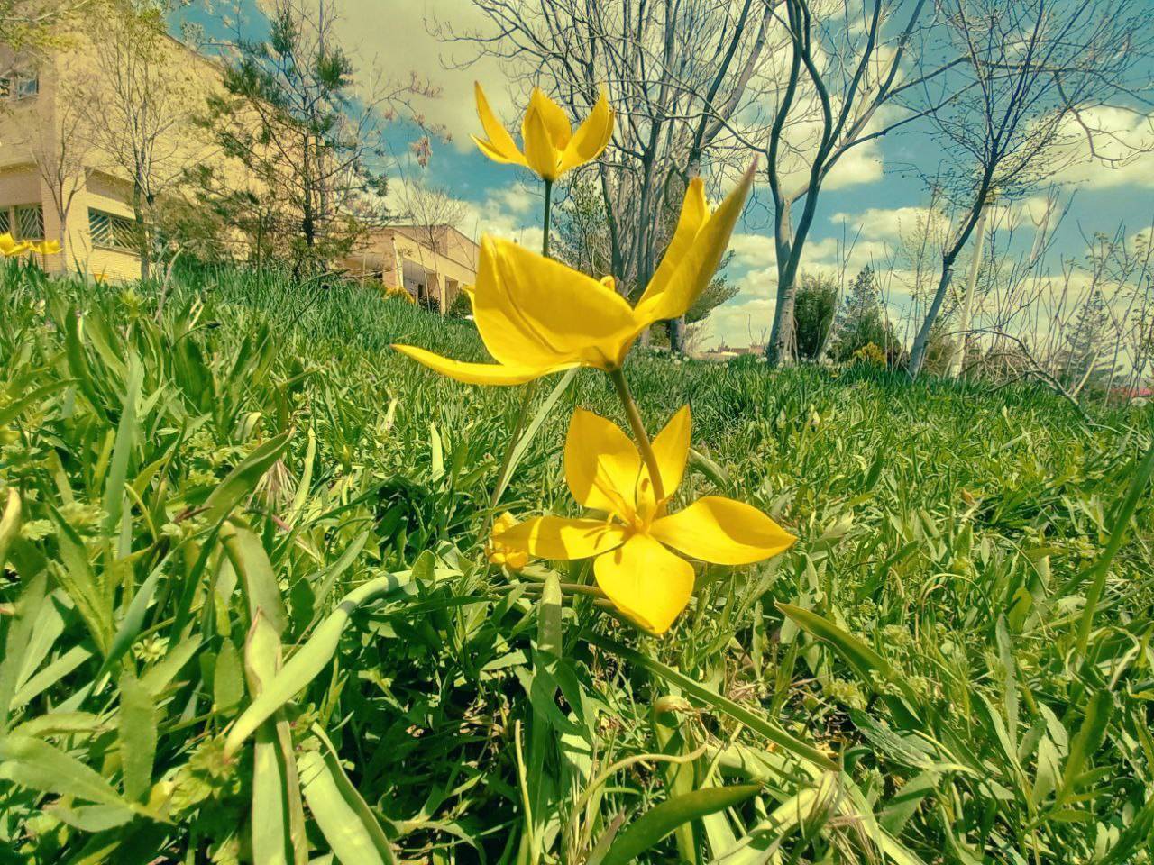 گل های زرد