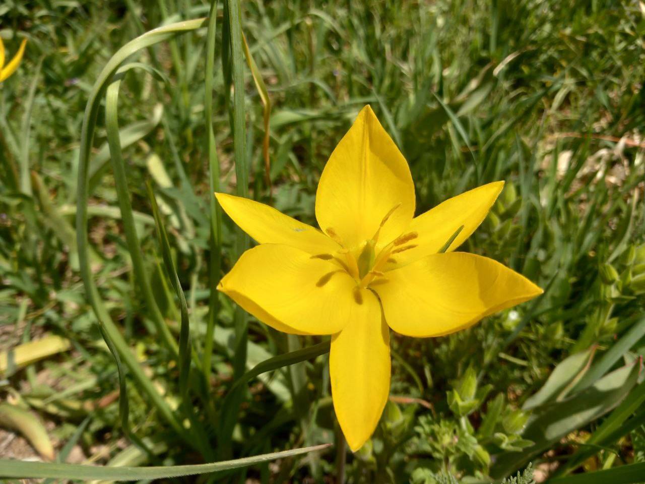 گل زرد بهاری