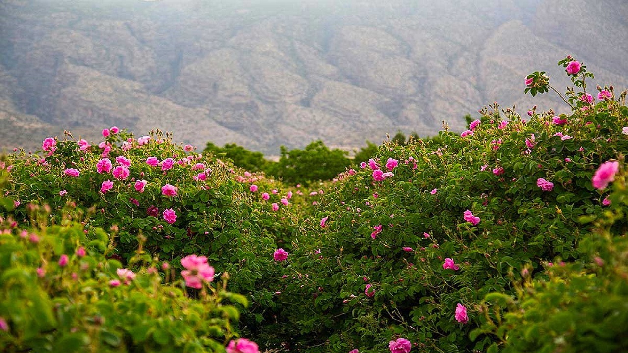 نمایی از مزرعه گل محمدی در پایتخت گل و گلاب ایران