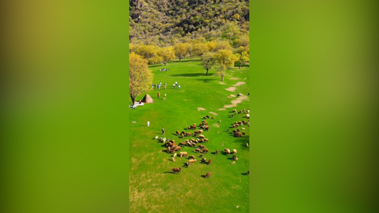 چمنزار‌های سحرانگیز استان لرستان + فیلم