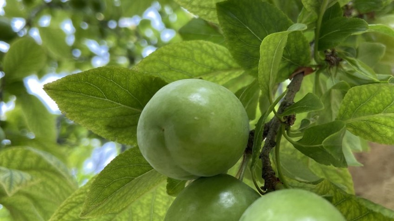 برداشت میوه آلوچه از باغ‌های روستای درزیکلا آخوندی + فیلم
