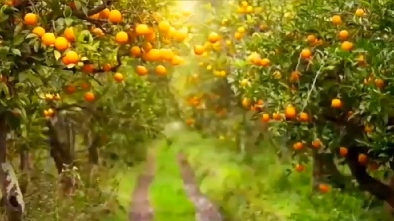 همایشی برای شناسنامه‌دار کردن ۲۴ هزار هکتار باغ در بابل + فیلم