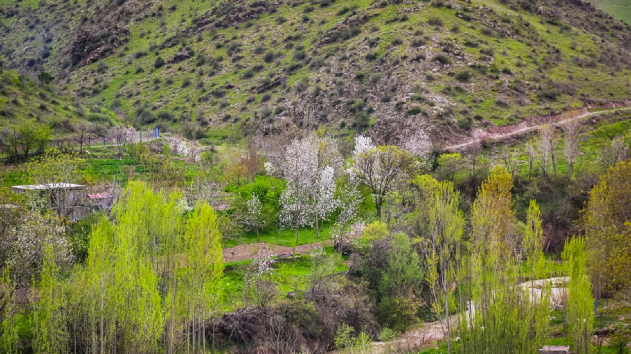 طبیعت بهاری و مزارع به بار نشسته روستای اردکلو + فیلم