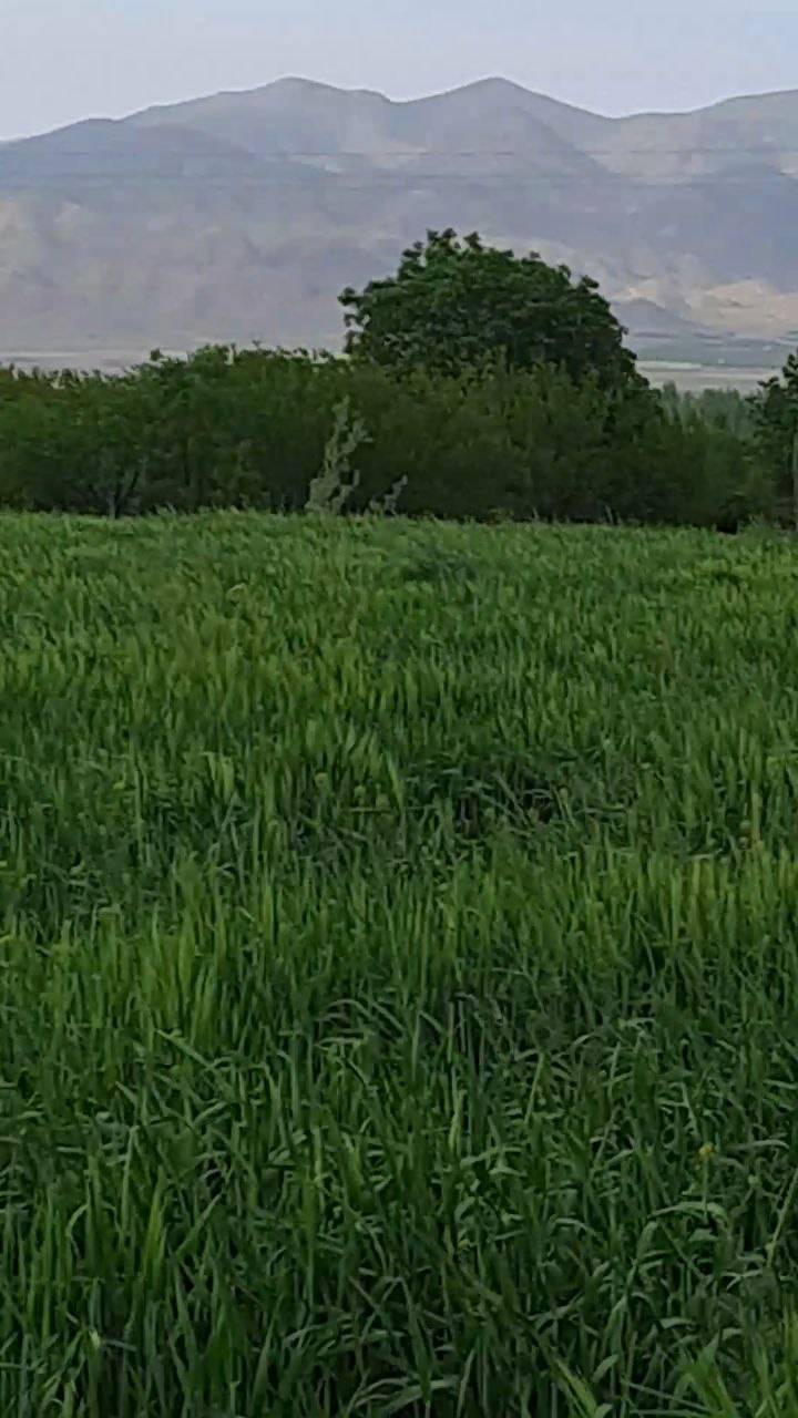 طبیعت سبز