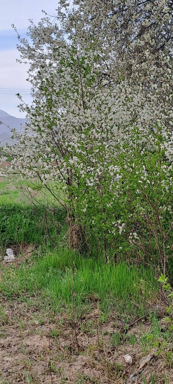 شکوفه درختان