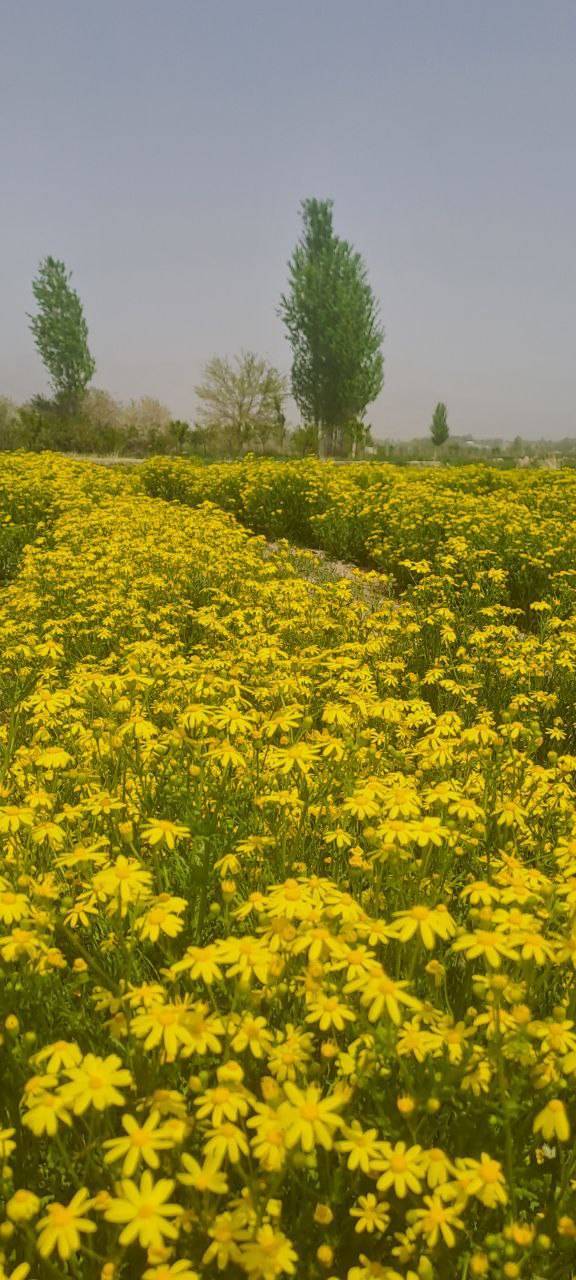 گل های بهاری