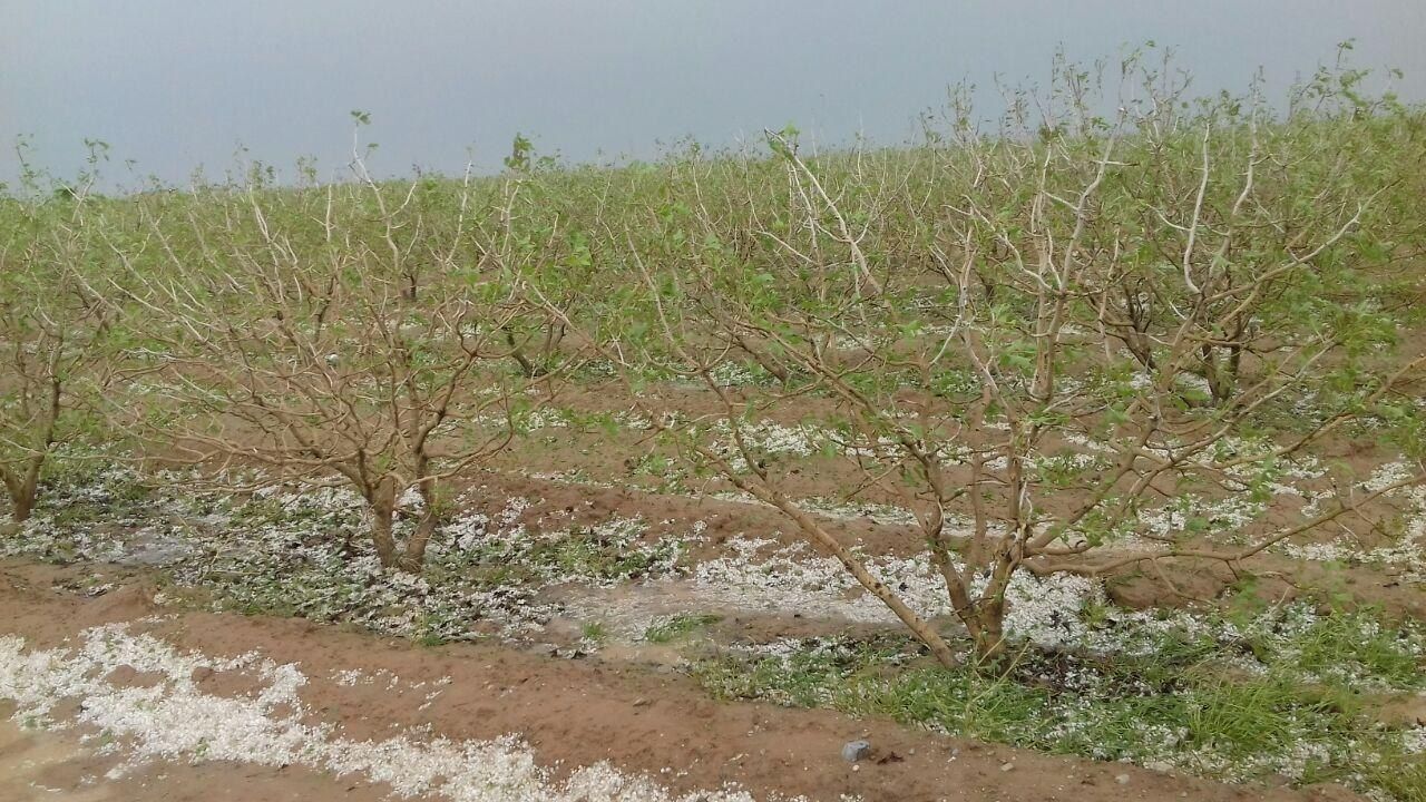 خسارت ۹ هزار میلیارد ریالی سیلاب به کشاورزی رشتخوار