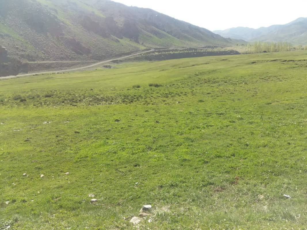 طبیعت سبز بهاری