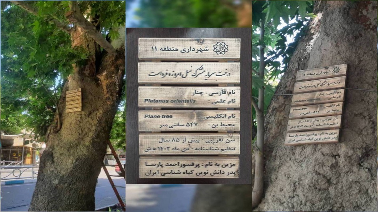 نام‌گذاری کهن‌سال‌ترین درخت چنار منطقه ۱۱ به نام مفاخر ایران