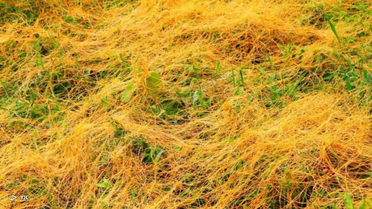 مبارزه با آفت سس چغندرقند در مزارع مهاباد آغاز شد