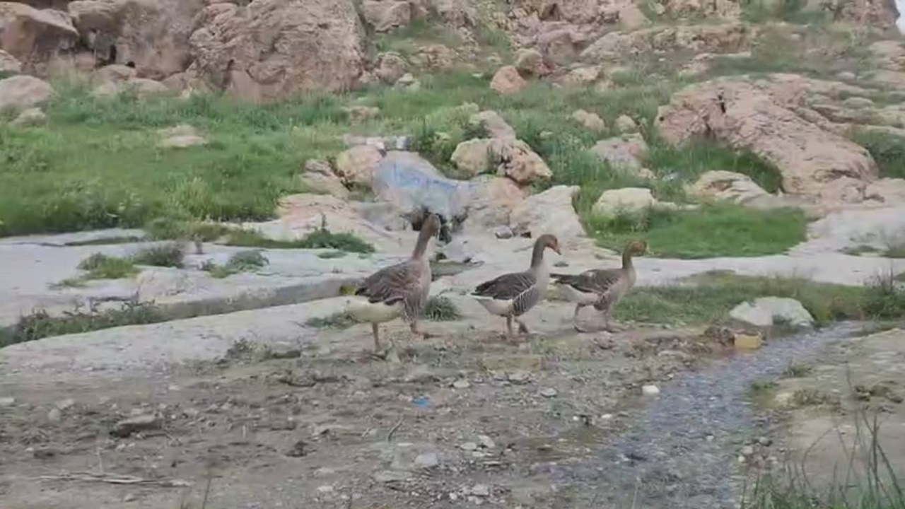 سیر و سفری به روستای رود حسن علیا نهاوند در روز‌های بهاری + فیلم