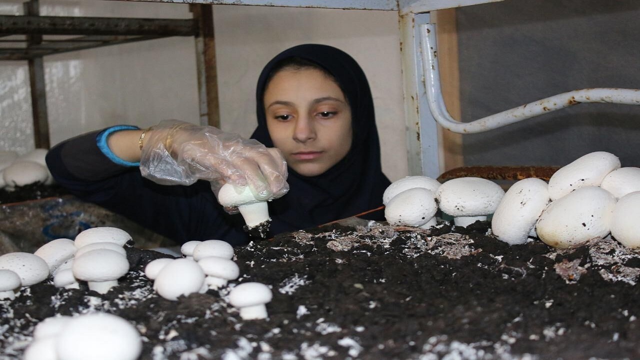 اجرای طرح ملی زنان کارآمد، روستای سرآمد در بام ایران