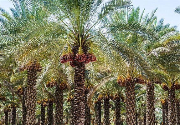 پیش بینی جوی و دریایی هرمزگان