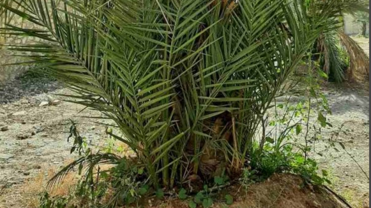 کاشت بیش از چهار هزار پاجوش نخل در مزارع خرمشهر