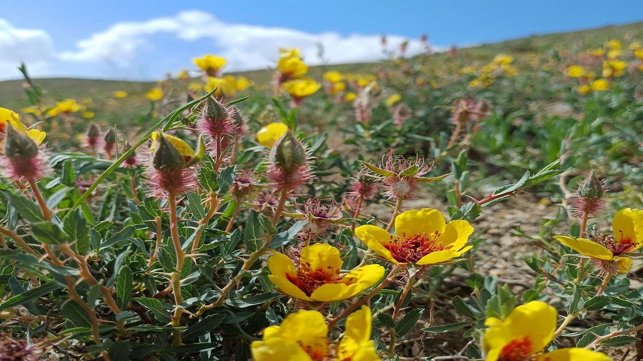 جلوه گری گل‌های بهاری در دل طبیعت روستای نایه به وقت اردیبهشت + تصاویر
