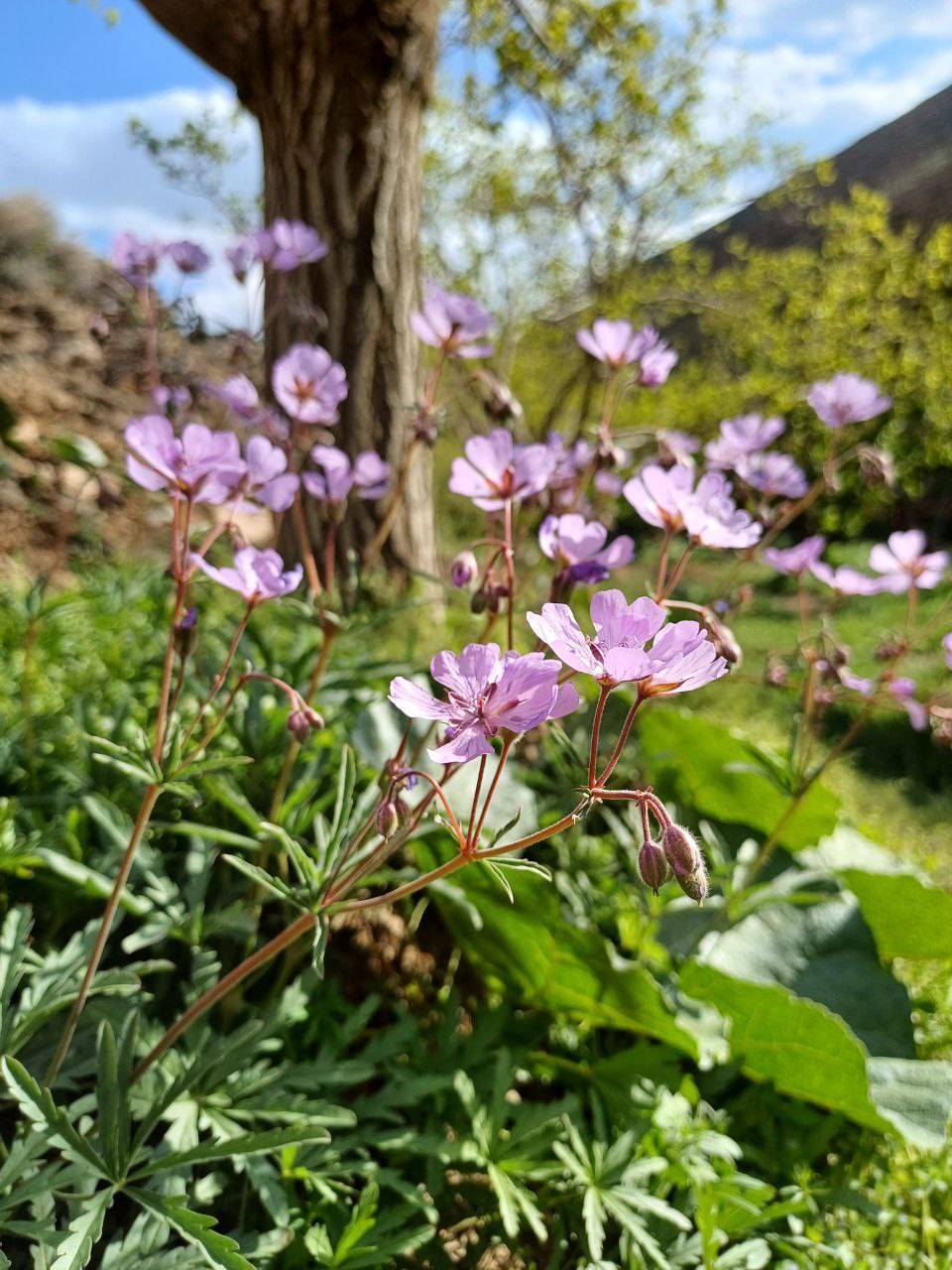 گل های خودرو