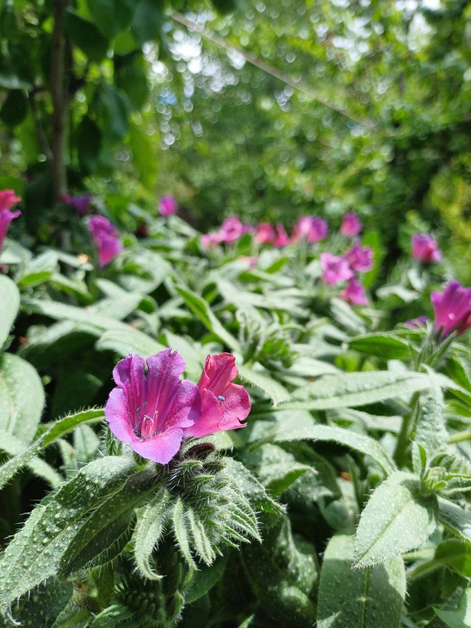 گل های طبیعت