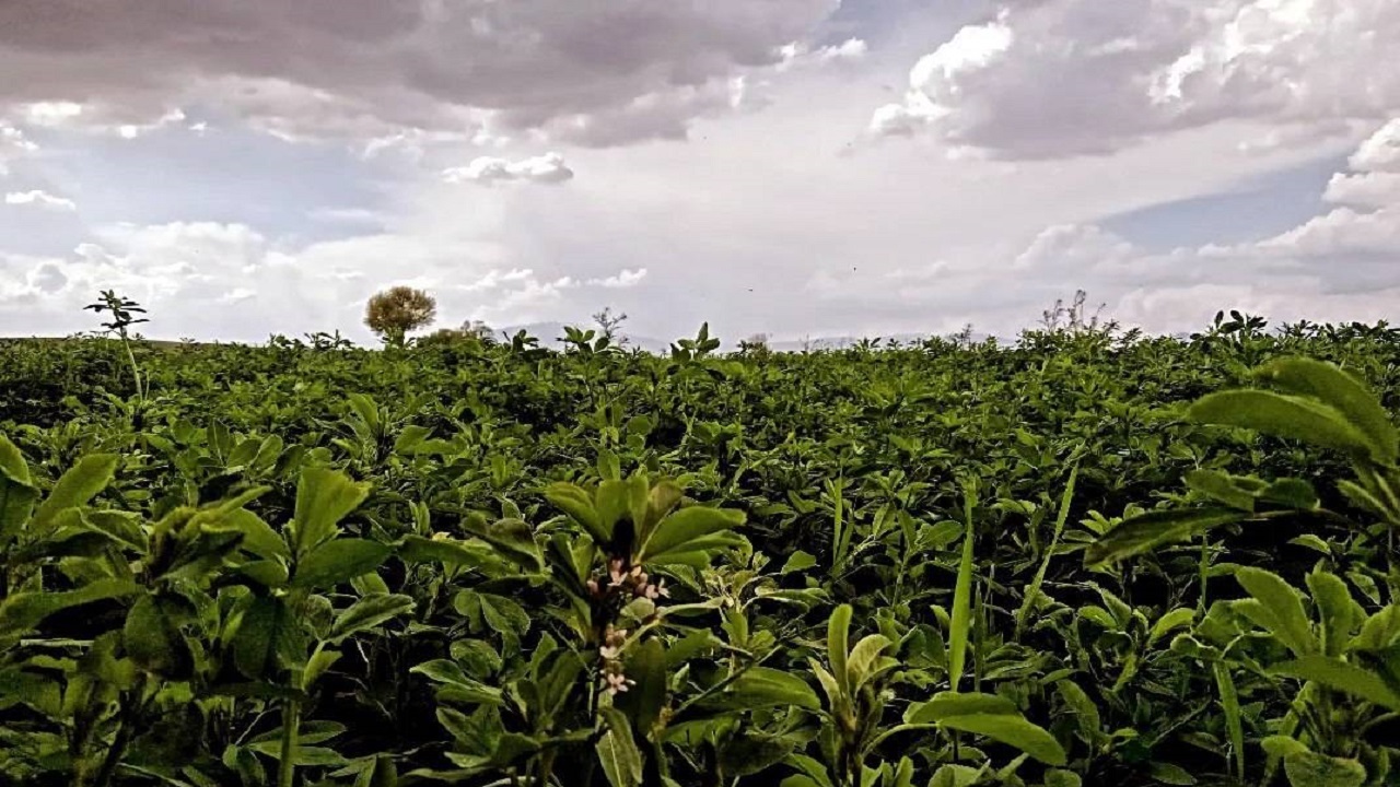 نمایی از طبیعت بهاری و سرسبز شهر کلوانق + فیلم