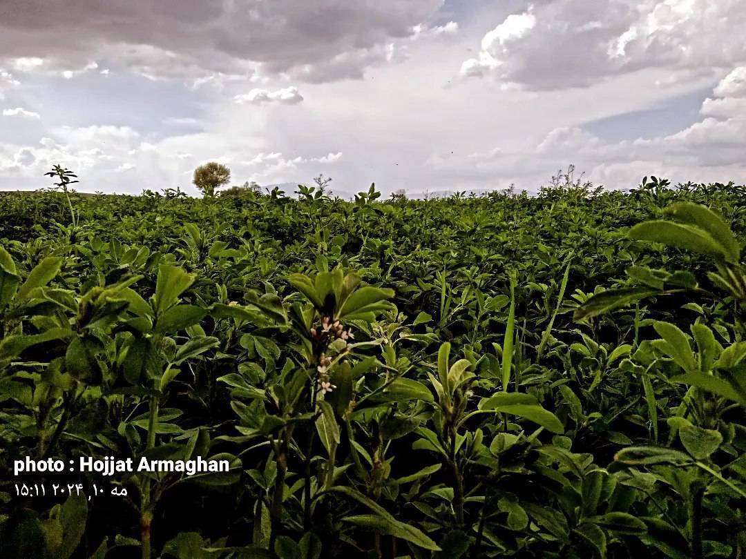 آسمان آبی طبیعت کلوانق