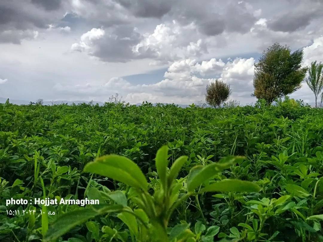 نمایی از طبیعت بهاری کلوانق به وقت بهار