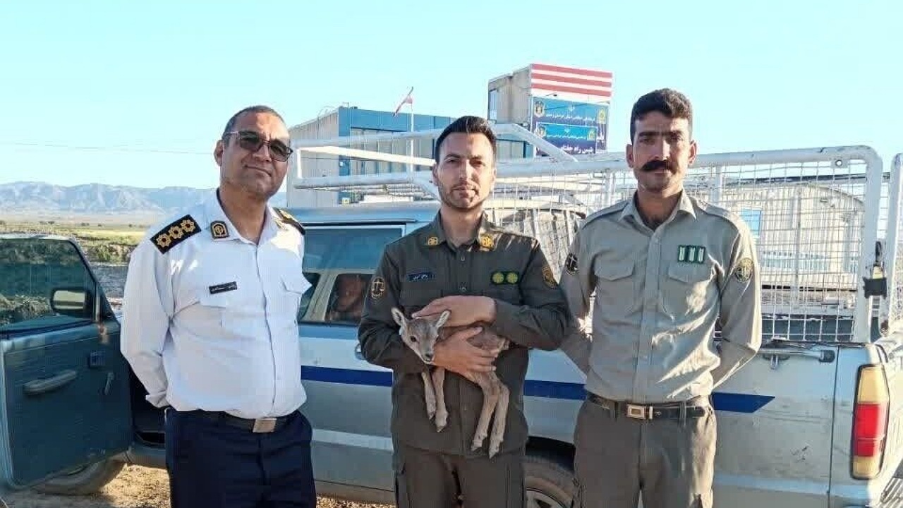 پلیس راه جغتای بره میش وحشی را تحویل محیط زیست داد