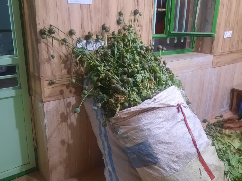 دستگیری ۲ نفر به اتهام کشت خشخاش در تایباد