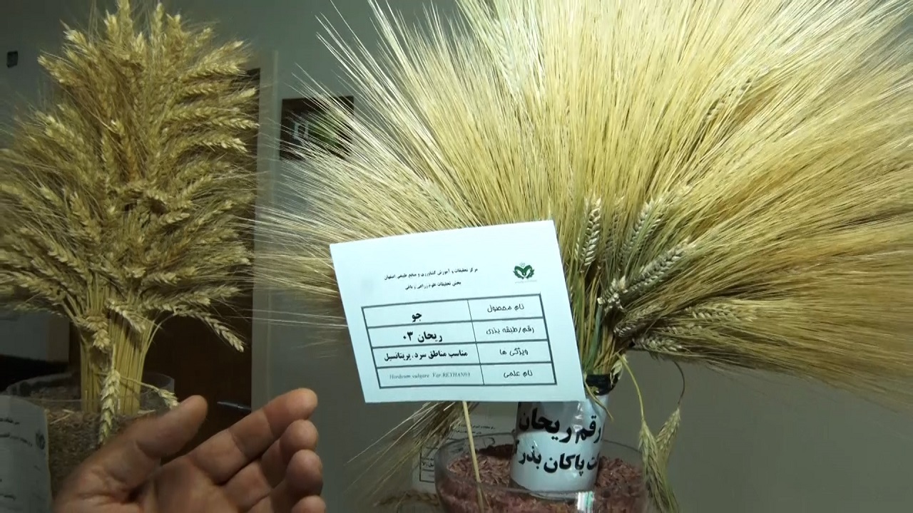 خودکفایی استان در زمینه تولید بذر گواهی شده گندم و جو + فیلم