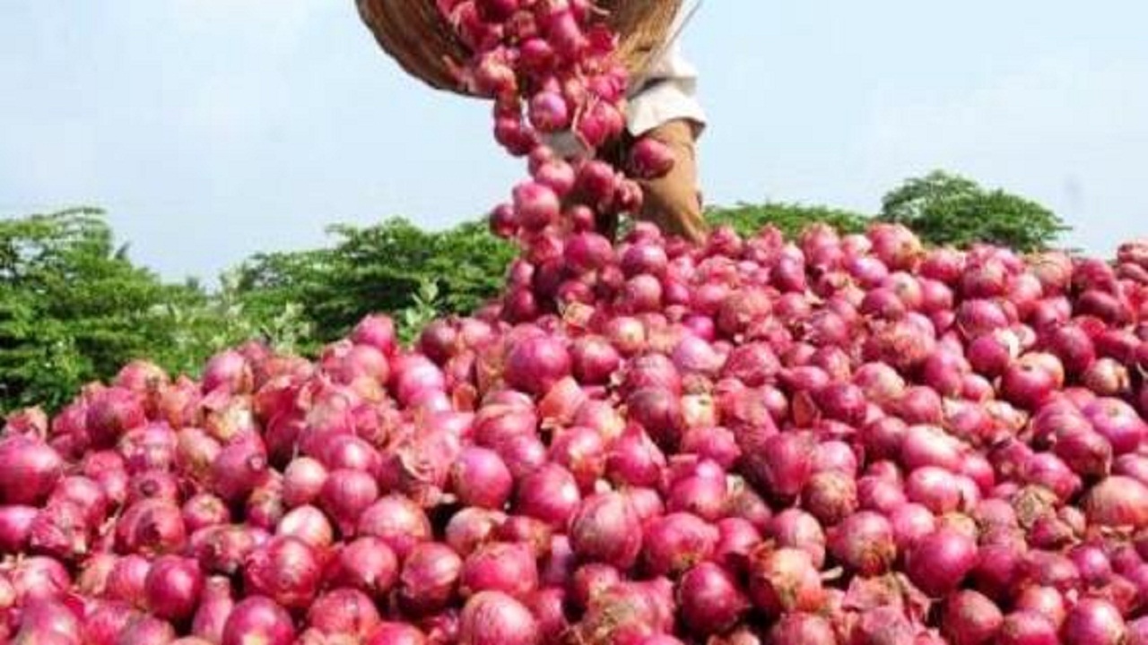 کشت پیاز قرمز برای نخستین بار در شهرستان بن