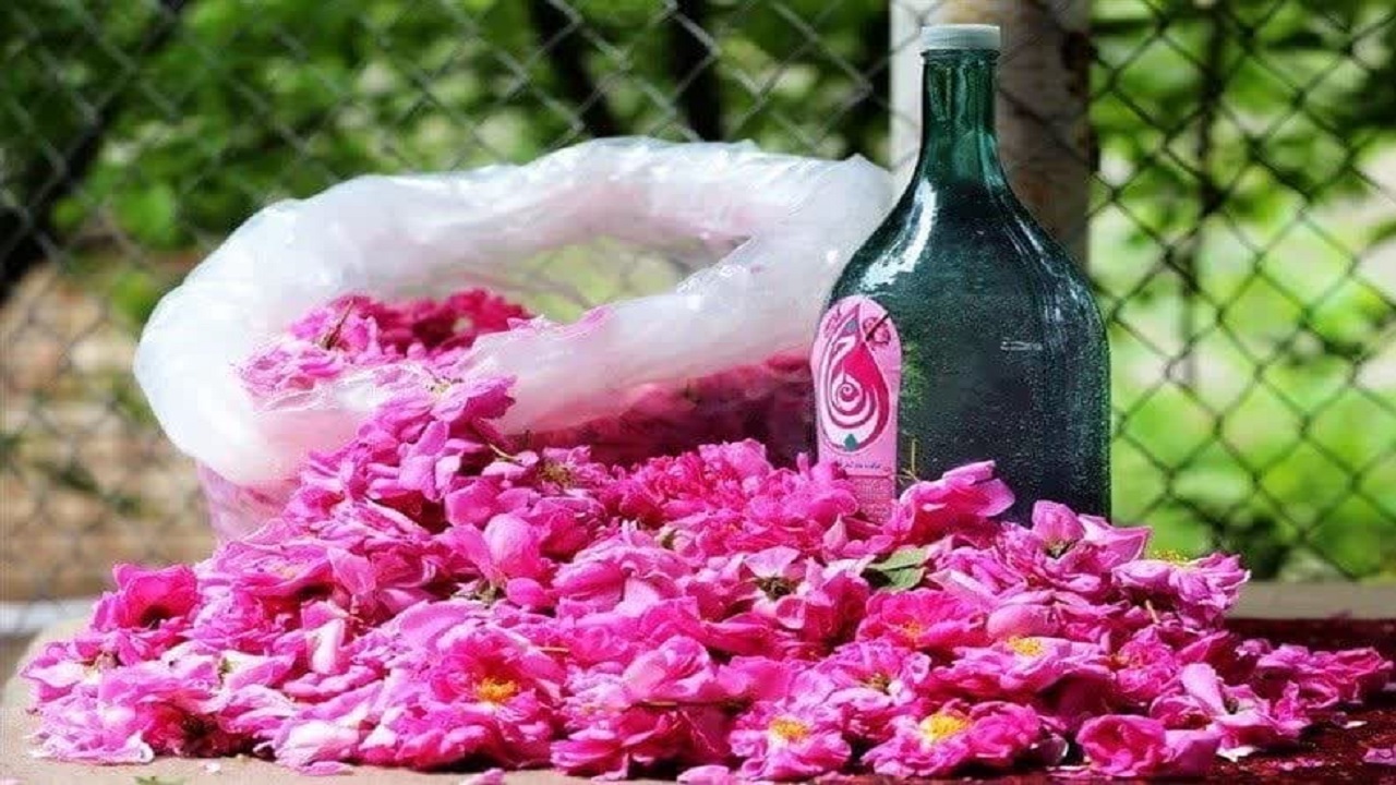 صادرات گلاب لرستان به عراق/ تولید ۴تن گل محمدی در هر هکتار