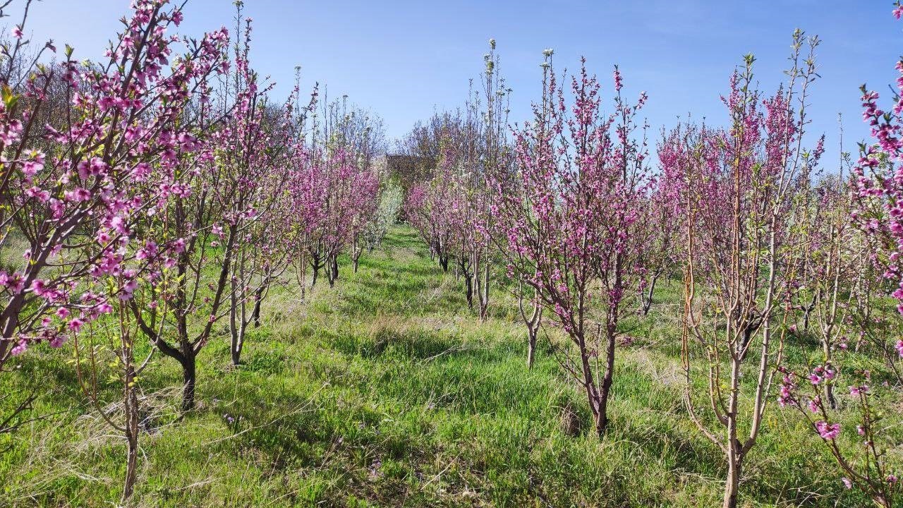 مزرعه مندک سفلی روستای توآباد به روایت تصویر
