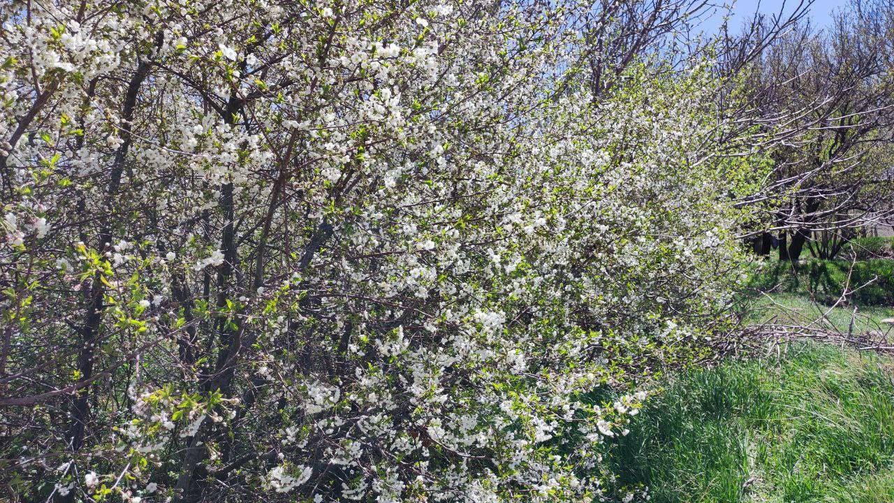 درختان بهاری در روستای گردشگری توآباد