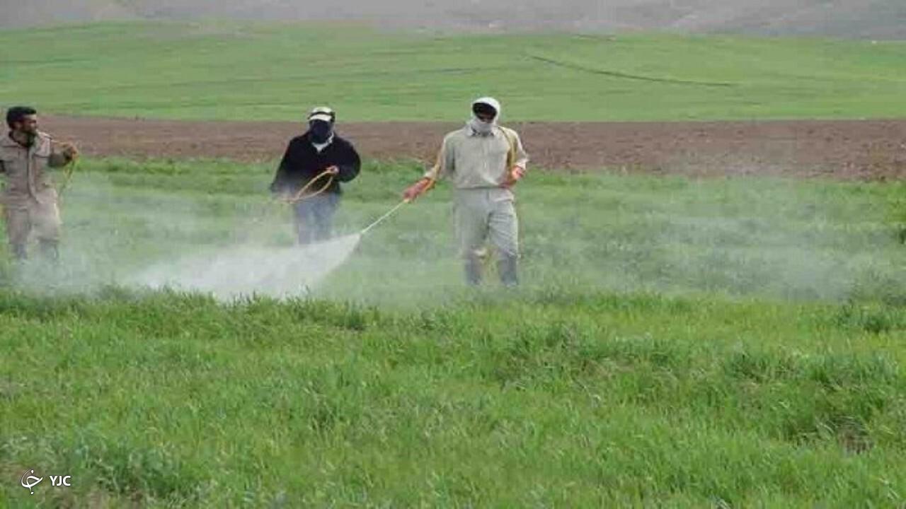 هزار و ۴۴۰ هکتار از مزارع میاندوآب علیه بیماری زنگ زرد سمپاشی شد