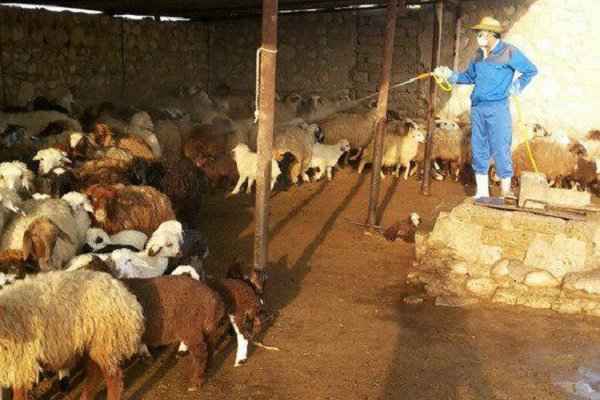 راه‌های پیشگیری از بیماری تب کریمه کنگو