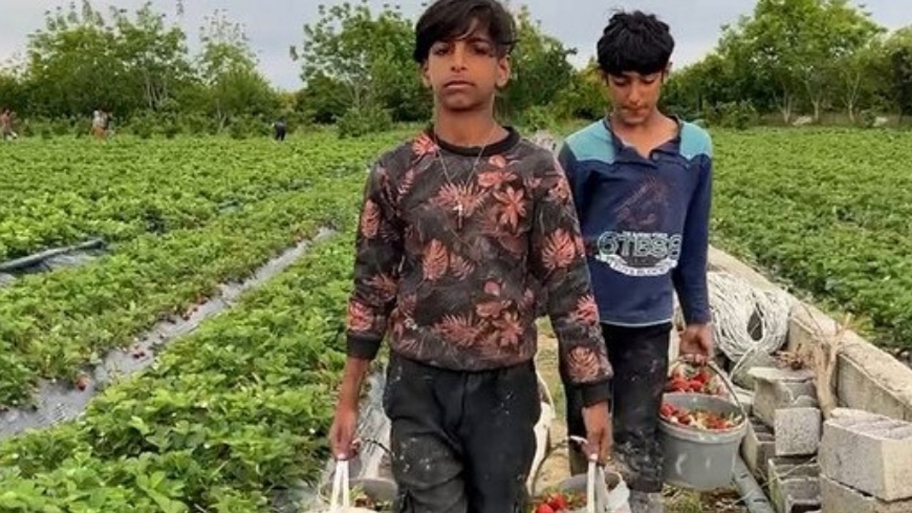 برداشت توت‌فرنگی در روستای ازنوا + فیلم
